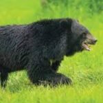 भालू हमलों से उत्तराखंड में हड़कंप, 2000 से अधिक घटनाएँ दर्ज