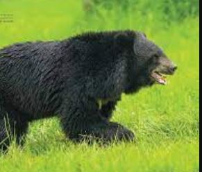 भालू हमलों से उत्तराखंड में हड़कंप, 2000 से अधिक घटनाएँ दर्ज