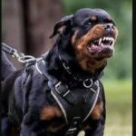 देहरादून में खतरनाक नस्लों के कुत्तों की बढ़ती संख्या, नगर निगम ने कसी लगाम