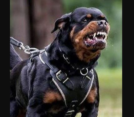 देहरादून में खतरनाक नस्लों के कुत्तों की बढ़ती संख्या, नगर निगम ने कसी लगाम