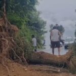 मसूरी में बारिश बनी मुसीबत, केम्पटी मार्ग पर विशाल पेड़ गिरने से हाईवे बंद, दो घंटे बाद खुला