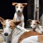 सुप्रीम कोर्ट के आदेश पर एमसीडी का आवारा कुत्ता पकड़ो अभियान, पहले दिन ही विरोध से पड़ी मुश्किल