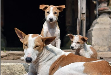 सुप्रीम कोर्ट के आदेश पर एमसीडी का आवारा कुत्ता पकड़ो अभियान, पहले दिन ही विरोध से पड़ी मुश्किल