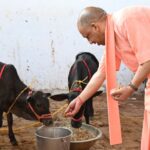 गोवर्धन पूजा पर सीएम योगी ने गोरखनाथ मंदिर में की गौ-सेवा, बोले – भारत की समृद्धि का आधार है गौवंश