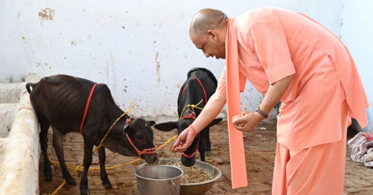 गोवर्धन पूजा पर सीएम योगी ने गोरखनाथ मंदिर में की गौ-सेवा, बोले – भारत की समृद्धि का आधार है गौवंश