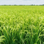 उत्तराखंड: घटता खेती का रकबा, बढ़ता उत्पादन — जैविक व मोटे अनाजों ने दी नई पहचान