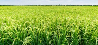 उत्तराखंड: घटता खेती का रकबा, बढ़ता उत्पादन — जैविक व मोटे अनाजों ने दी नई पहचान