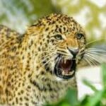 चंपावत में तेंदुए का हमला, ग्रामीण की मौत से क्षेत्र में दहशत