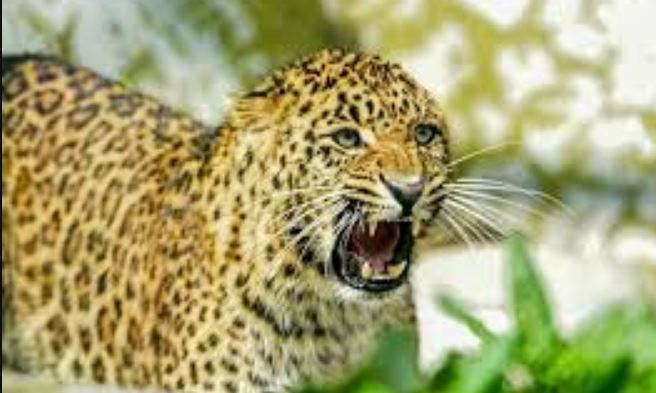 चंपावत में तेंदुए का हमला, ग्रामीण की मौत से क्षेत्र में दहशत