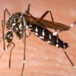 दिल्ली में डेंगू के मामले घटे, लेकिन मौतों ने बढ़ाई चिंता