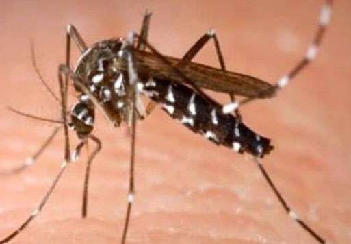 दिल्ली में डेंगू के मामले घटे, लेकिन मौतों ने बढ़ाई चिंता