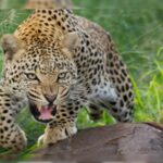 गजेल्ड गांव में आतंक का अंत: सीएम धामी के निर्देश पर नर-भक्षी गुलदार ढेर, ग्रामीणों ने ली राहत की सांस