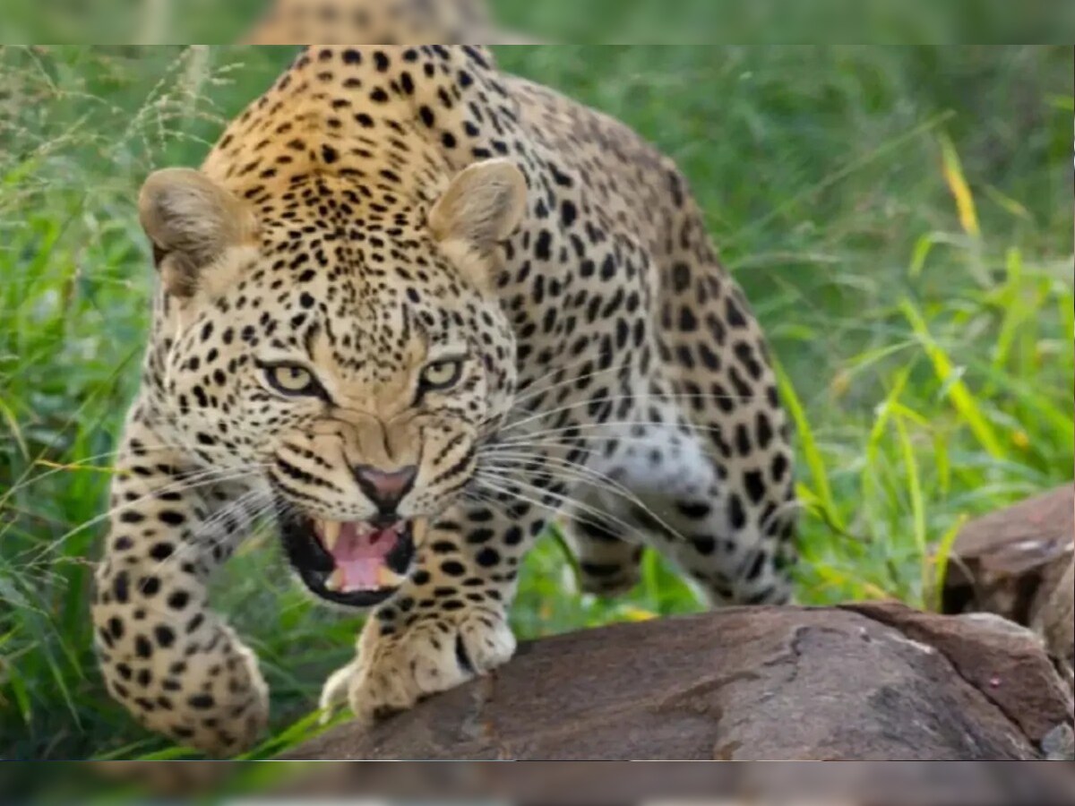 गजेल्ड गांव में आतंक का अंत: सीएम धामी के निर्देश पर नर-भक्षी गुलदार ढेर, ग्रामीणों ने ली राहत की सांस