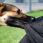 ग्रेटर नोएडा वेस्ट में आवारा कुत्तों का आतंक, अजनारा होम्स सोसाइटी में 8 साल के बच्चे को काटा