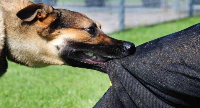 ग्रेटर नोएडा वेस्ट में आवारा कुत्तों का आतंक, अजनारा होम्स सोसाइटी में 8 साल के बच्चे को काटा