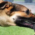 आवारा कुत्तों का कहर: सोसायटी में मासूम बच्ची पर हमला, युवक ने बचाई जान