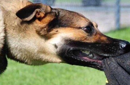 आवारा कुत्तों का कहर: सोसायटी में मासूम बच्ची पर हमला, युवक ने बचाई जान