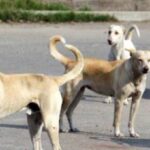 फरीदाबाद में देश का पहला कुत्तों का श्मशान घाट, स्वच्छता और संवेदना की नई पहल