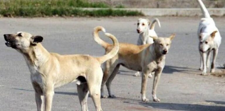 फरीदाबाद में देश का पहला कुत्तों का श्मशान घाट, स्वच्छता और संवेदना की नई पहल