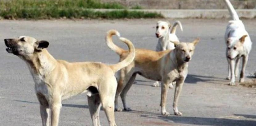 फरीदाबाद में देश का पहला कुत्तों का श्मशान घाट, स्वच्छता और संवेदना की नई पहल