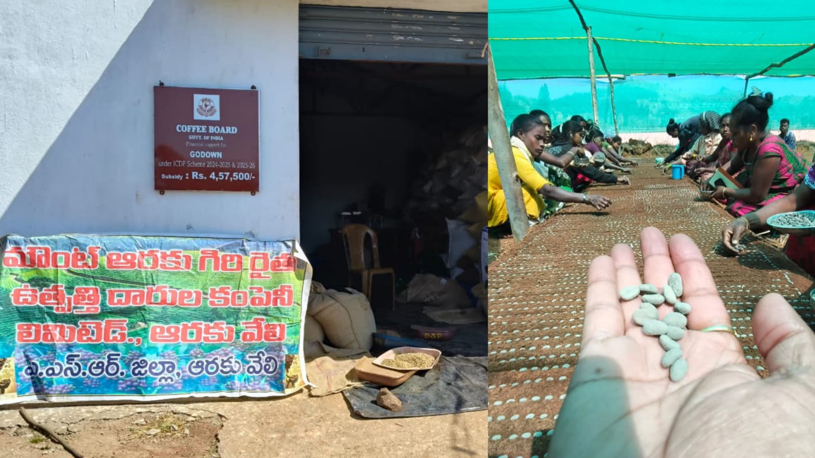 अरकु कॉफी को वैश्विक पहचान दिलाने की पहल तेज, आदिवासी किसानों को मिलेगा सीधा लाभ