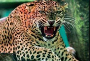 पौड़ी के जामलाखाल क्षेत्र में गुलदार के हमले से एक व्यक्ति की मौत