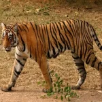 जंगल में लकड़ी लेने गए आदिवासी पर बाघ का हमला, गले पर वार कर उतारा मौत के घाट