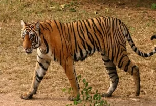 जंगल में लकड़ी लेने गए आदिवासी पर बाघ का हमला, गले पर वार कर उतारा मौत के घाट