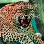 मानव-वन्यजीव संघर्ष गहराया: भतकोट में मासूम की मौत के बाद गुलदार को नरभक्षी घोषित करने की मांग तेज