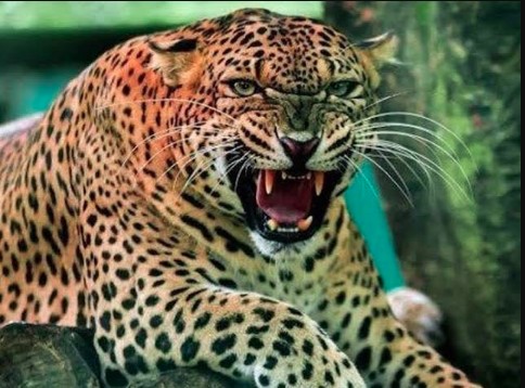 मानव-वन्यजीव संघर्ष गहराया: भतकोट में मासूम की मौत के बाद गुलदार को नरभक्षी घोषित करने की मांग तेज