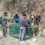 मानव-वन्यजीव संघर्ष पर कड़ा कदम: गुलदार को पकड़ने के साथ ही नष्ट करने के आदेश