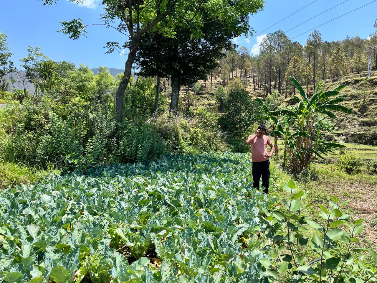 मुख्यमंत्री की आत्मनिर्भर उत्तराखण्ड की परिकल्पना को साकार कर रहे नरेश भट्ट, आधुनिक खेती से बने युवाओं के लिए प्रेरणा